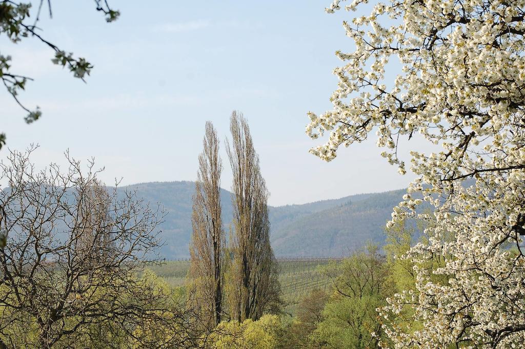 Hotel Gaestehaus Kleine Kalmit Landau in der Pfalz Exterior foto