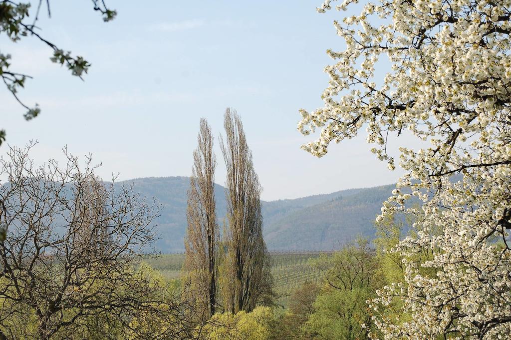 Gaestehaus Kleine Kalmit Landau in der Pfalz Exterior foto